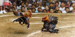 Bongvip Kinh Nghiệm Gà Chọi Phân Tích Sức Mạnh Và Kỹ Thuật